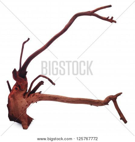 Close up of bogwood over white background