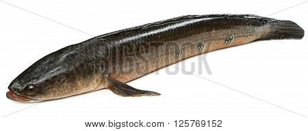 Channa marulius or Giant Snakehead known as gozar fish in Bangladesh