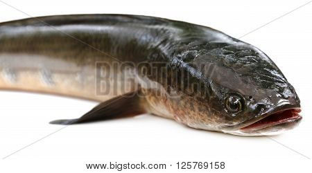 Channa marulius or Giant Snakehead known as gozar fish in Bangladesh