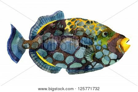 Watercolor clown triggerfish. Hand painted illustration of tropical fish