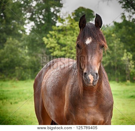 Arabian horse in soft summer rain, looking at the viewer, with a slightly deepening filter