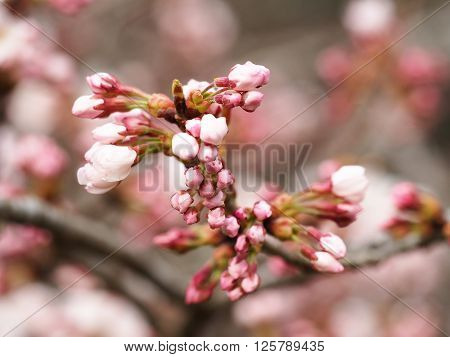 Sakura. Cherry Blossom in Springtime. Beautiful Pink Flowers