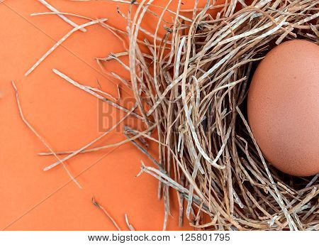 Egg On A Colored Background.
