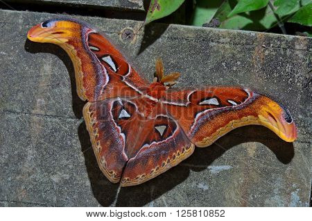 beautiful and colorful Atlas moth (Attacus atlas)