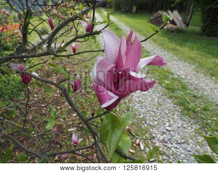 Magnolia Tree Flower