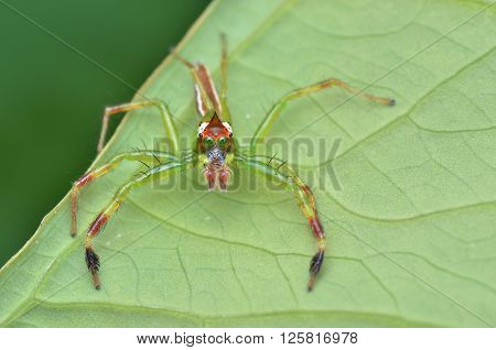 a green colour jumping spider, Epeus sp.