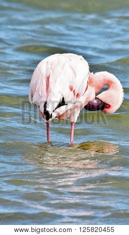 Lesser Flamingo feeding early in the morning