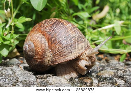 Snail with his shell on a garden
** Note: Soft Focus at 100%, best at smaller sizes