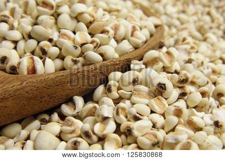 Job's tears - millet grains with wooden spoon