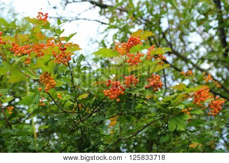 Fruit and leaves of viburnum opulus (european cranberrybush).