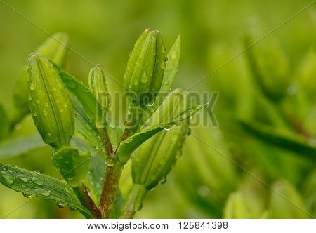 Green floral buds of lily with morning raindrops