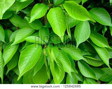 Cherry tree green leaves close up photo