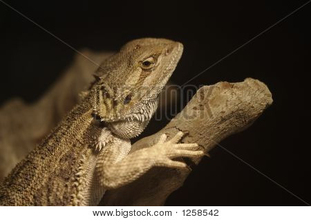 Bearded Dragon