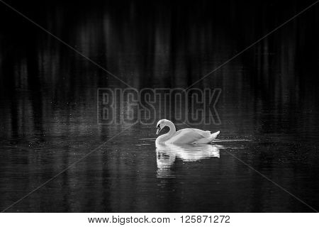 Mute Swan Iii