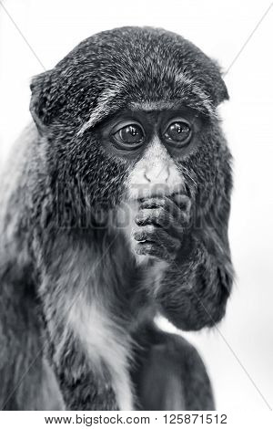 Baby De Brazza's Monkey