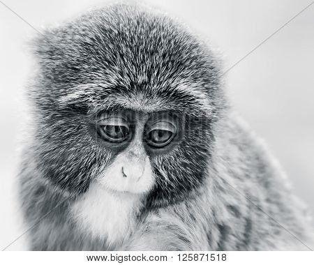Baby De Brazza's Monkey Vi