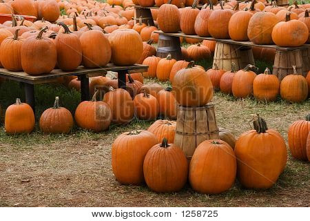 Venta de Pumpkinsfor