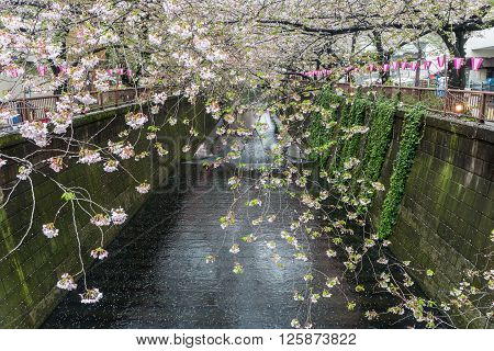 Sakura. Cherry blossom at Meguro Canal in Tokyo Japan.
** Note: Soft Focus at 100%, best at smaller sizes