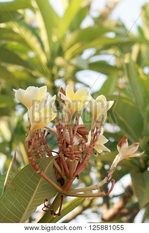 Closeup photo of bunch of yellow plumeria flowers on the tree