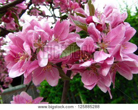 Almond tree in bloom with beautiful pink flowers