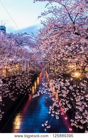 Sakura. Cherry blossom at Meguro Canal in Tokyo Japan. at twilight.