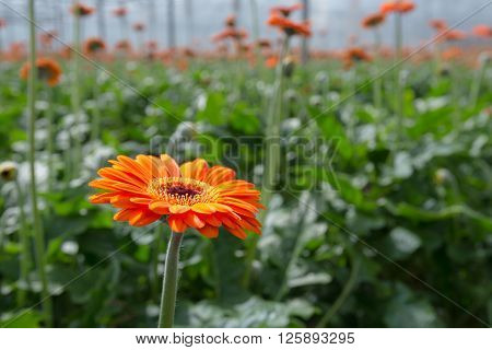One orange blooming Gerbera plant in the sunny foreground against many blurred plants and flowers in the background of a Dutch hothouse.