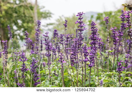 Lavender garden is blooming in noth thailnd