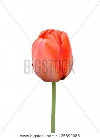 Red tulip flower bud on a white background