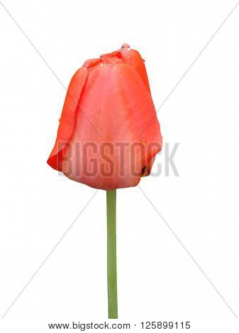 Red tulip flower bud on a white background