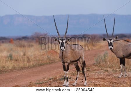 Oryx Standing Against Waterberg Plateau
