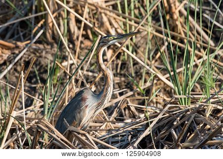 Purple Heron In Reeds