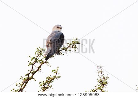 Black Shouldered Kite