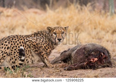 Cheetah On Warthog Kill