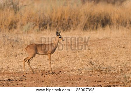 Male Steenbok (Raphicerus campestris) Profile in Namibia