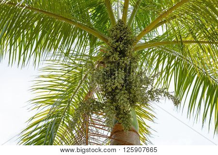 palm candypalm bunch background with copy space