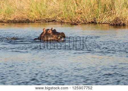 Hippo Smlie