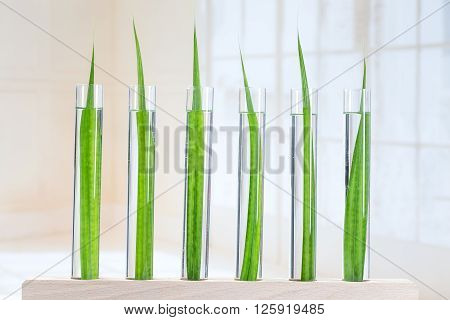 Seedling growing in laboratory undergoing experiment in glass tube