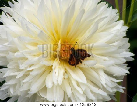 Schmetterling auf dahlia