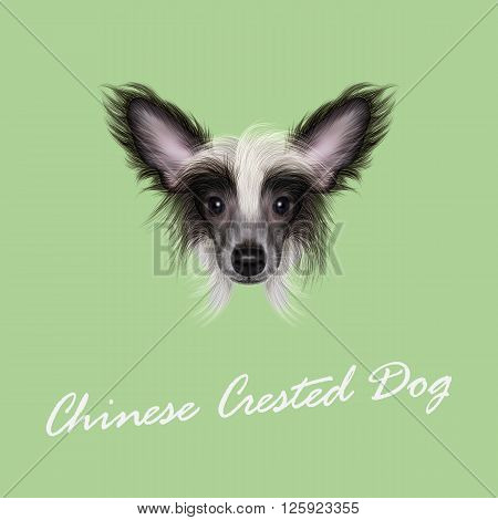 Cute face of wonderful bicolor domestic dog on green background.