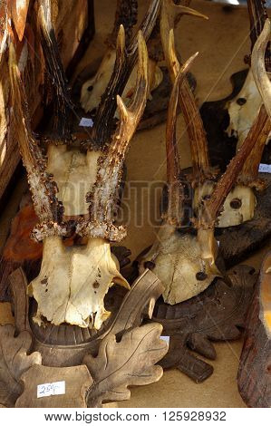 Roebucks trophies collection decorative objects animals theme.