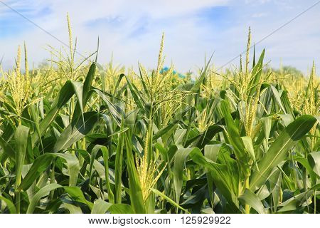 Corn growing in the green cornfield in Thailand