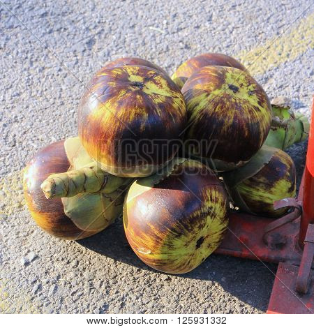 Asian Palmyra palm Toddy palm Sugar palm Cambodian palm in Thai Local Market