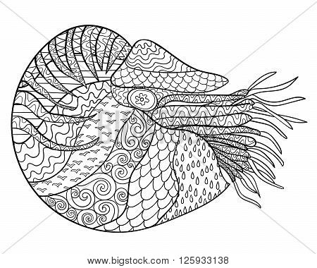 Nautilus with high details. Adult antistress coloring page. Black white hand drawn zendoodle oceanic animal. Sketch for tattoo, poster, print, t-shirt in zentangle style. Vector illustration.