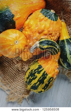 Decorative pumpkins original plant admire miniature fruits of various shapes and colors.