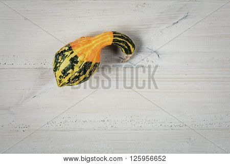 Decorative pumpkins original plant admire miniature fruits of various shapes and colors.