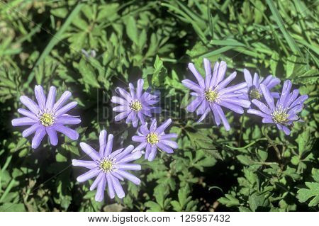 Blue Wood Anemone - Anemone apennina Sorrento Italy