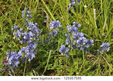 Common Milkwort - Polygala vulgaris Blue form