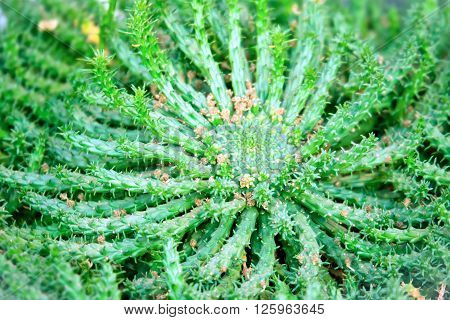 Euphorbia caput medusae  succulent plant close up
** Note: Shallow depth of field