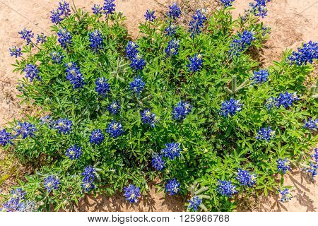 Overhead View Of A Cluster Of The Famous Texas Bluebonnet Wildflowers