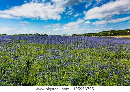 Wide Angle View Of Famous Texas Bluebonnet (lupinus Texensis) Wildflowers